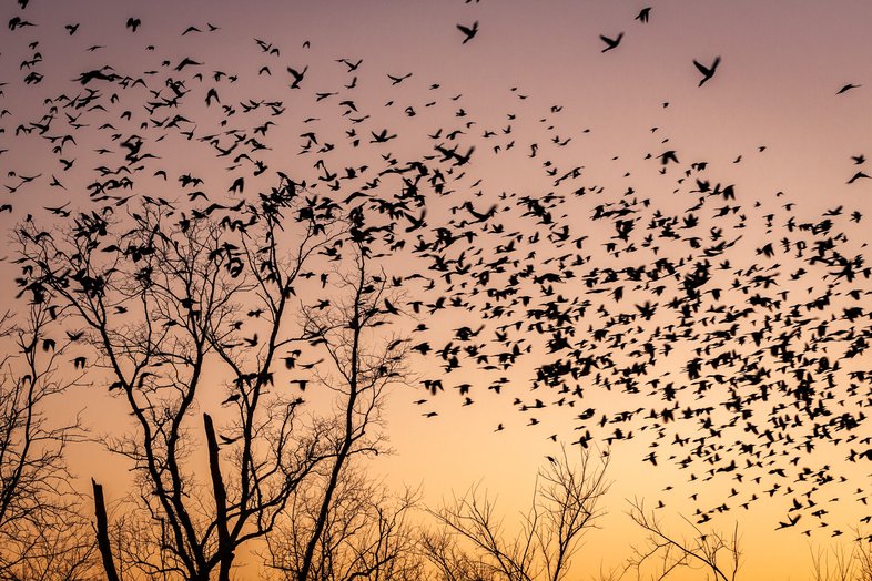 A flock of blackbirds flying over trees at sunrise.