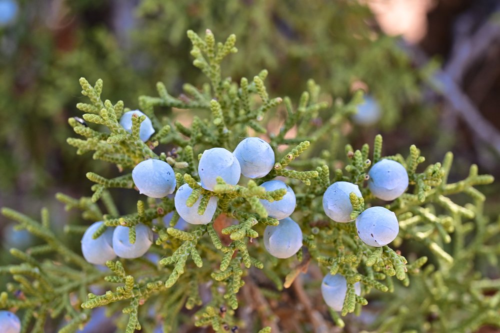 Light blue berries on a juniper.