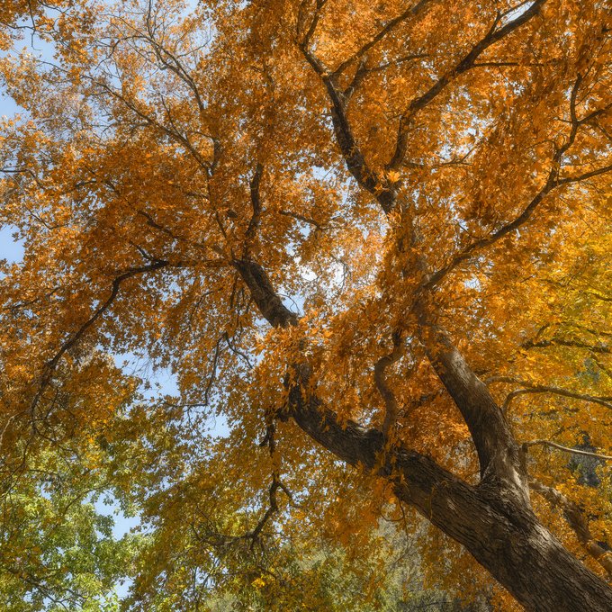 Fall foliage on a maple tree.