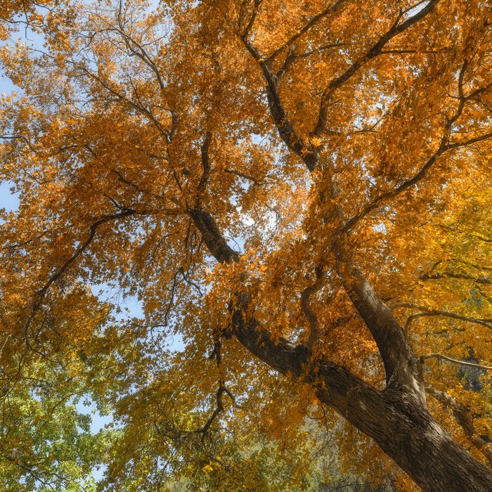 Fall foliage on a maple tree.