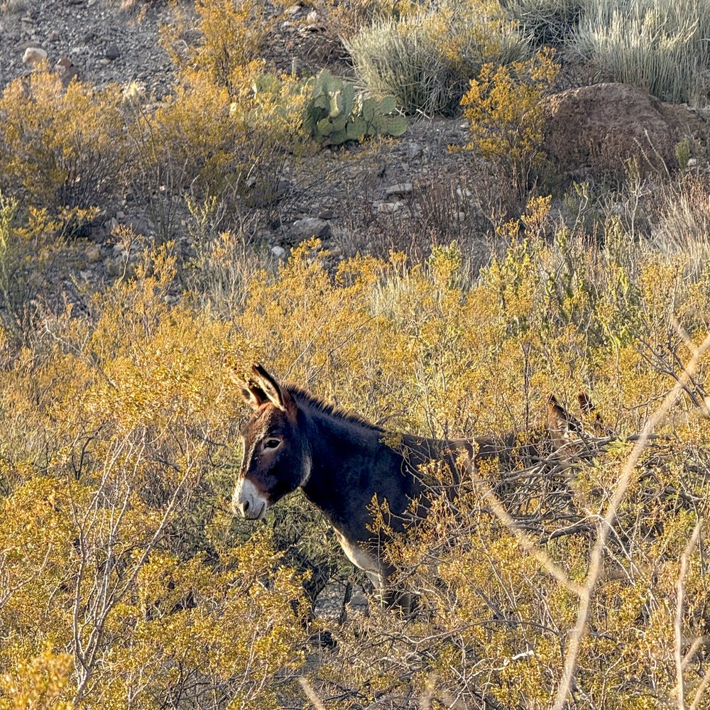 A donkey on a brushy hill.