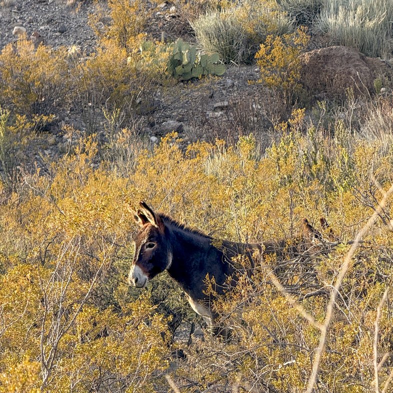 A donkey on a brushy hill.
