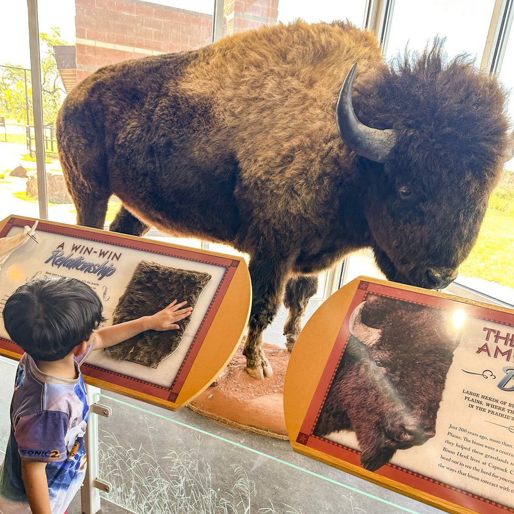 A boy looking at the Bison exhibit at Caprock Canyon State Park.
