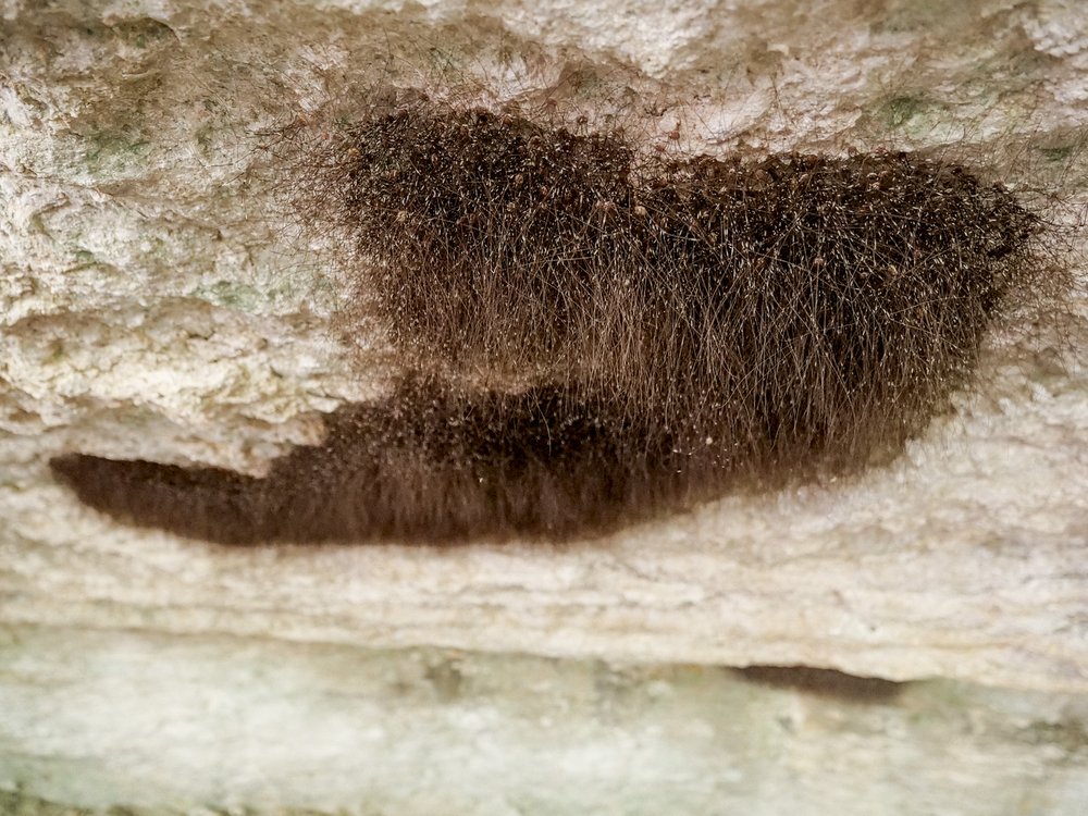 Daddy Longlegs underneath overlook in a cave