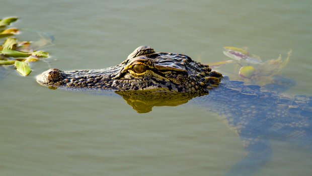 An alligator floating at the surface of the water.