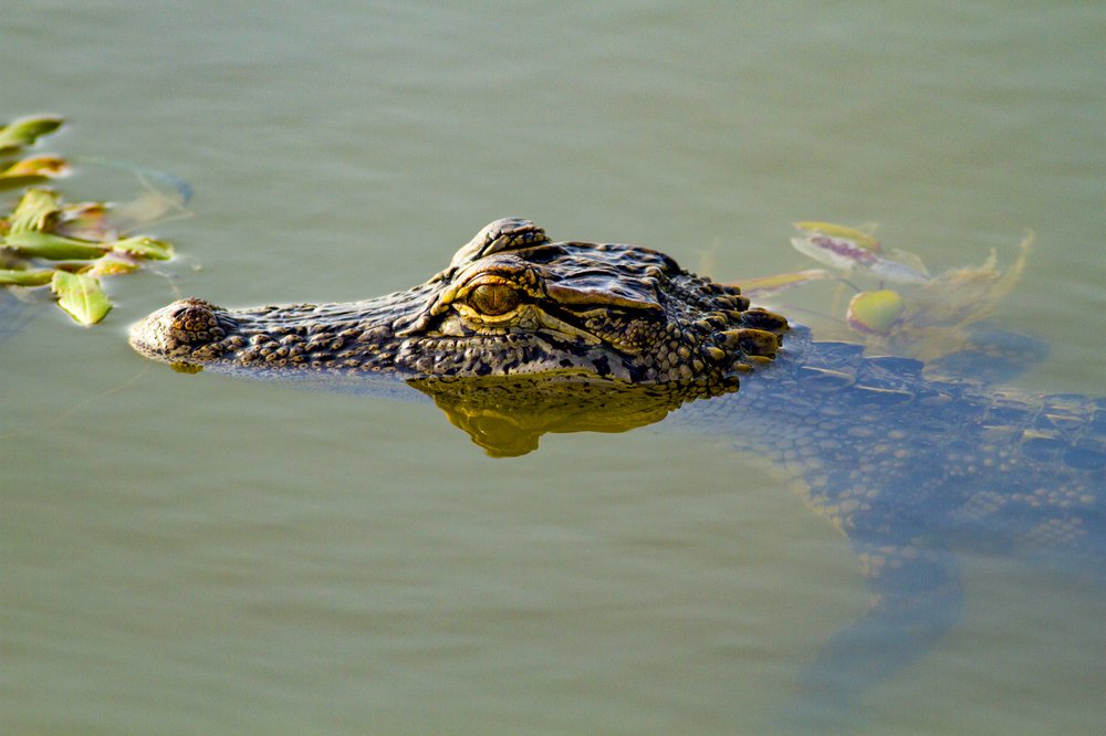 An alligator floating at the surface of the water.