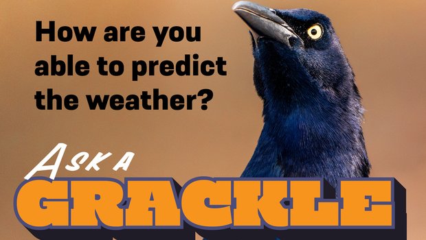 Graphic for Ask a Grackle with the question How are you able to predict the weather.