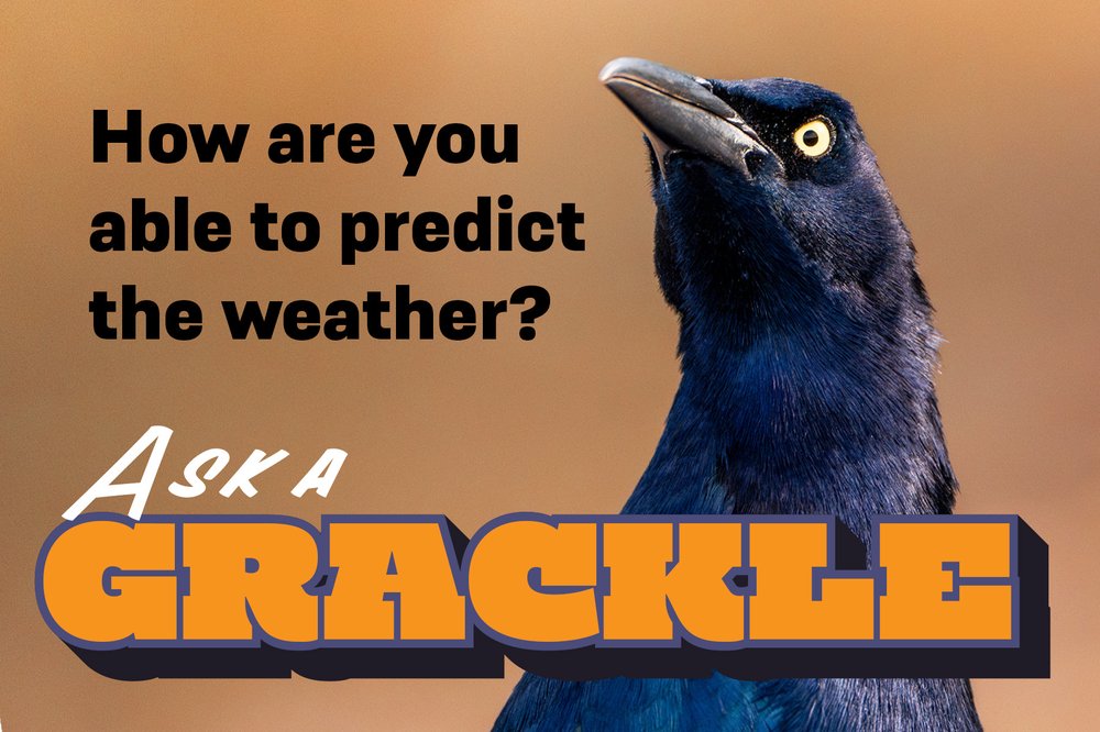 Graphic for Ask a Grackle with the question How are you able to predict the weather.