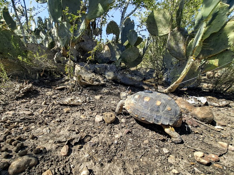 A tortoise with an attached tracker.