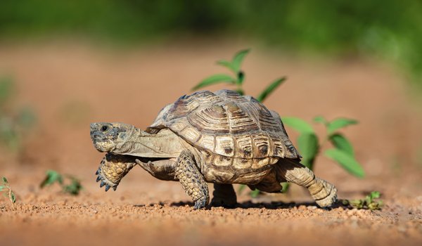Texas tortoise walking on pebbled ground.