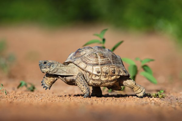 Texas tortoise walking on pebbled ground.