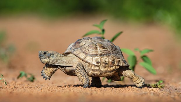 Texas tortoise walking on pebbled ground.