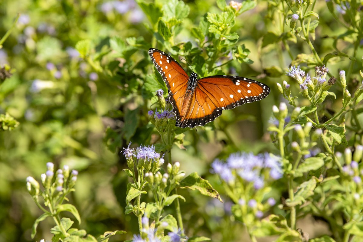 Monarch butterfly flying around purple flowers.