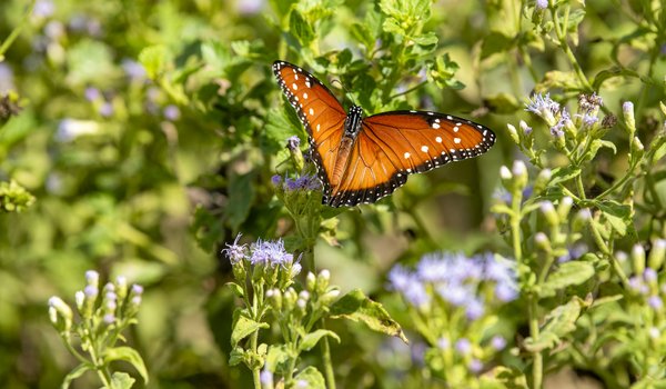 Monarch butterfly flying around purple flowers.