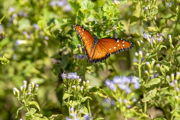 Monarch butterfly flying around purple flowers.