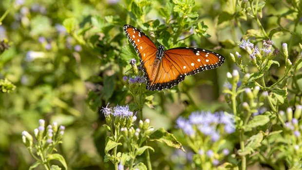 Monarch butterfly flying around purple flowers.
