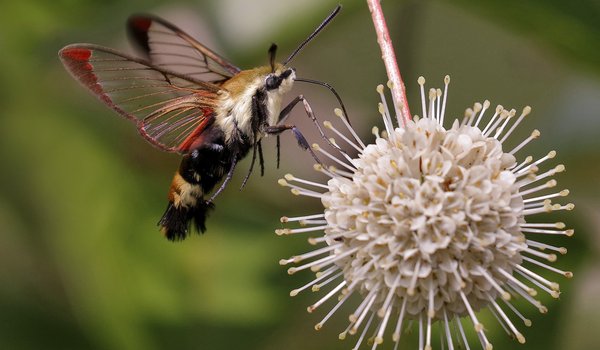 A Snowberry clearwing moth getting nectar from a flower.