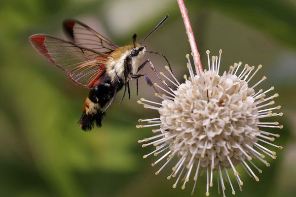 A Snowberry clearwing moth getting nectar from a flower.