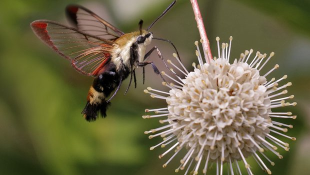 A Snowberry clearwing moth getting nectar from a flower.
