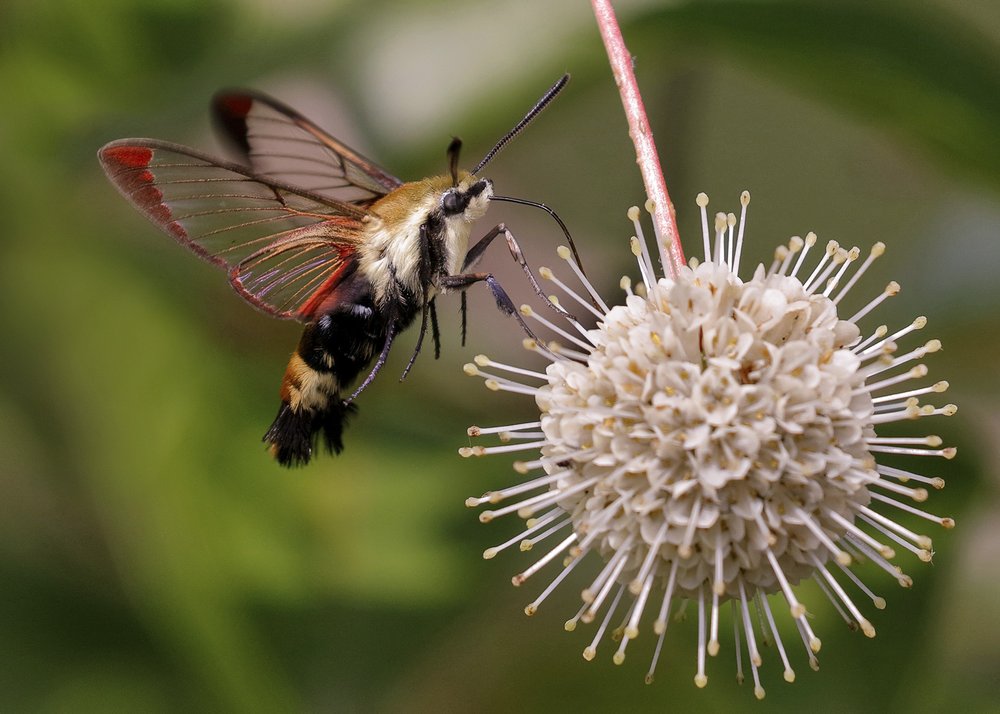 A Snowberry clearwing moth getting nectar from a flower.