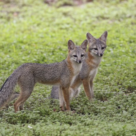 0525_F-BackyardCritters_089A0297_TexasBackyardWildllife