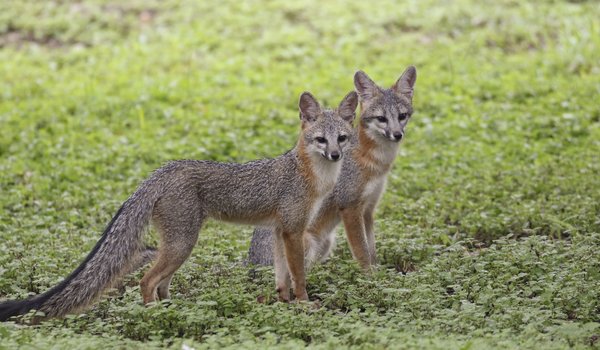 0525_F-BackyardCritters_089A0297_TexasBackyardWildllife