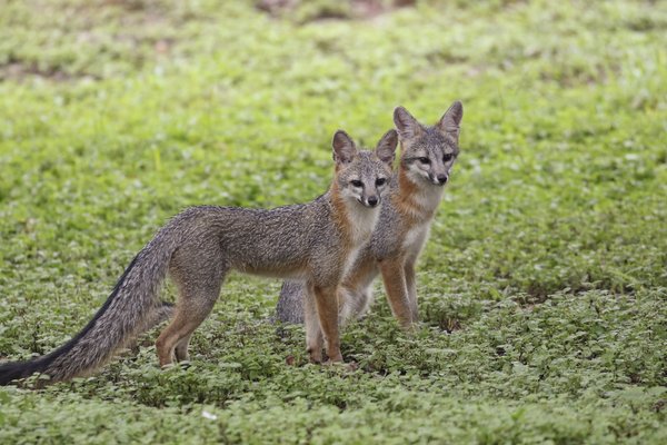 0525_F-BackyardCritters_089A0297_TexasBackyardWildllife