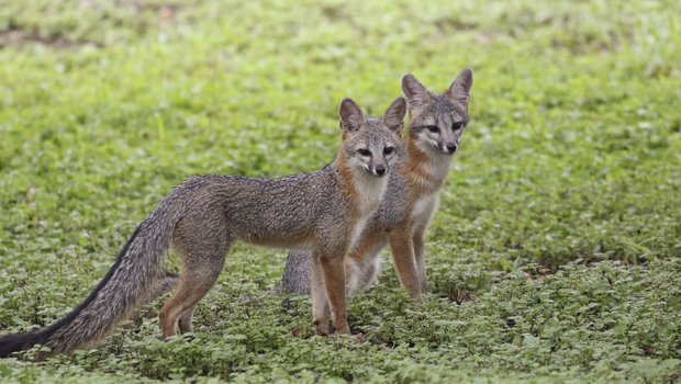 0525_F-BackyardCritters_089A0297_TexasBackyardWildllife