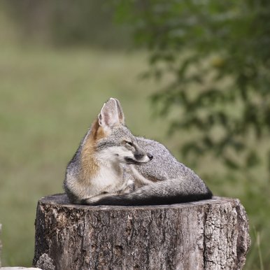 0525_F-BackyardCritters_089A0350-2_TexasBackyardWildllife