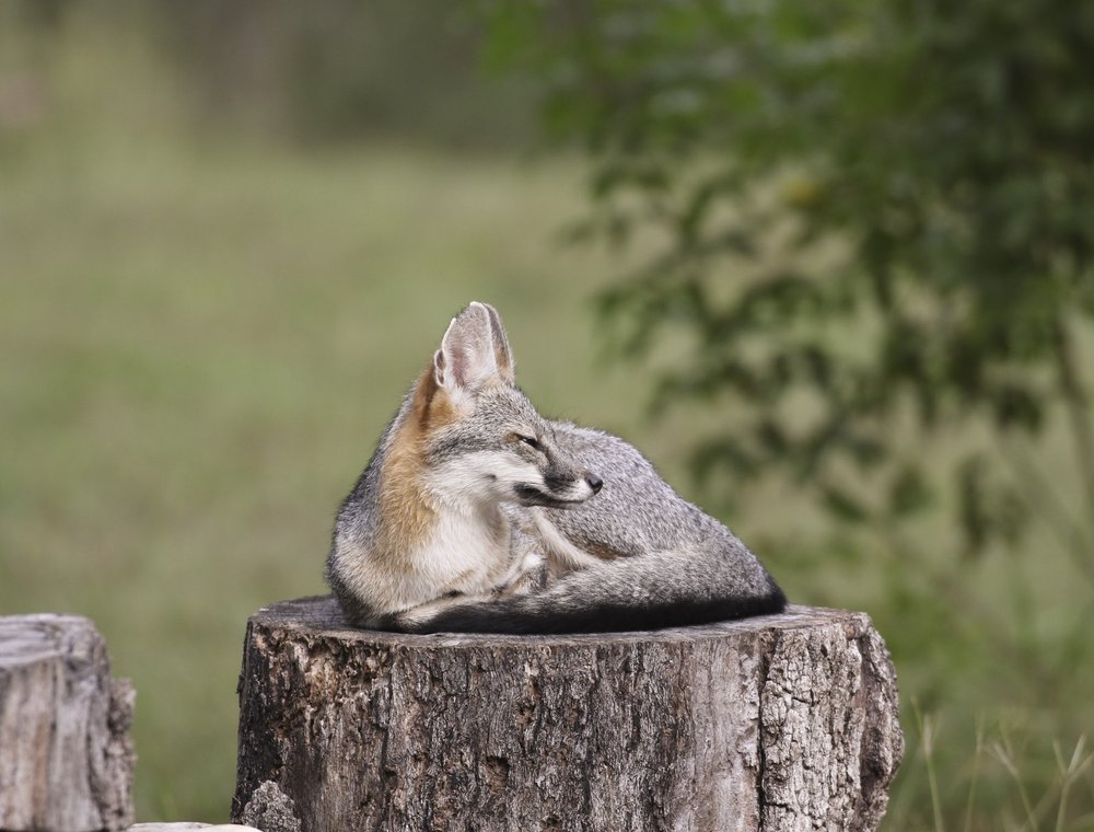 0525_F-BackyardCritters_089A0350-2_TexasBackyardWildllife