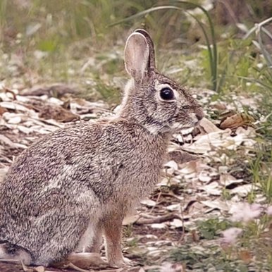 A side profile of a cottontail rabbit sitting on a pile of leaves