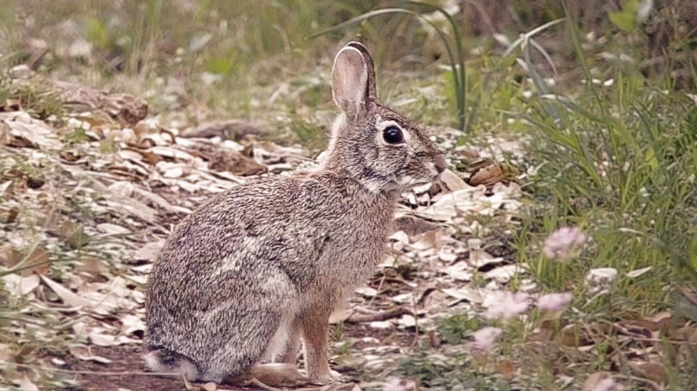 A side profile of a cottontail rabbit sitting on a pile of leaves