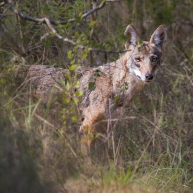 A coyote stands in the bushes