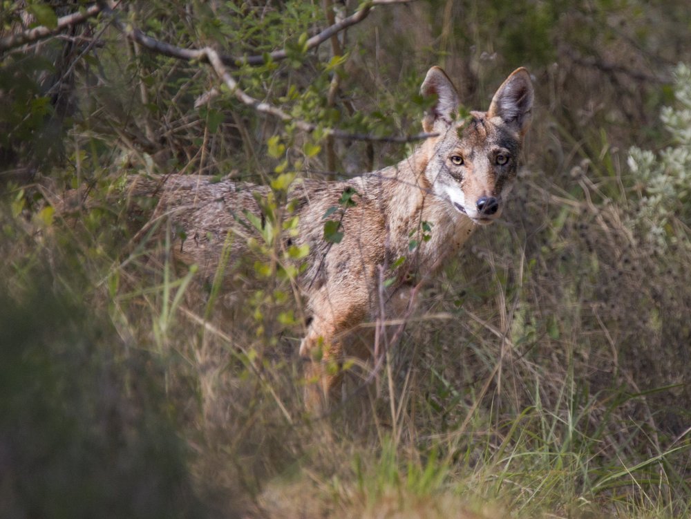 A coyote stands in the bushes