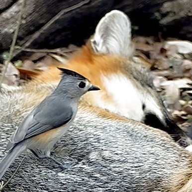 A black crested titmouse stands on top of a sleeping fox