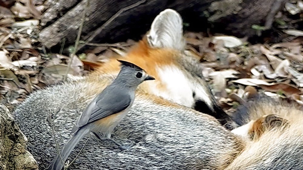 A black crested titmouse stands on top of a sleeping fox