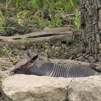 An armadillo lays on the ground surrounded by rocks