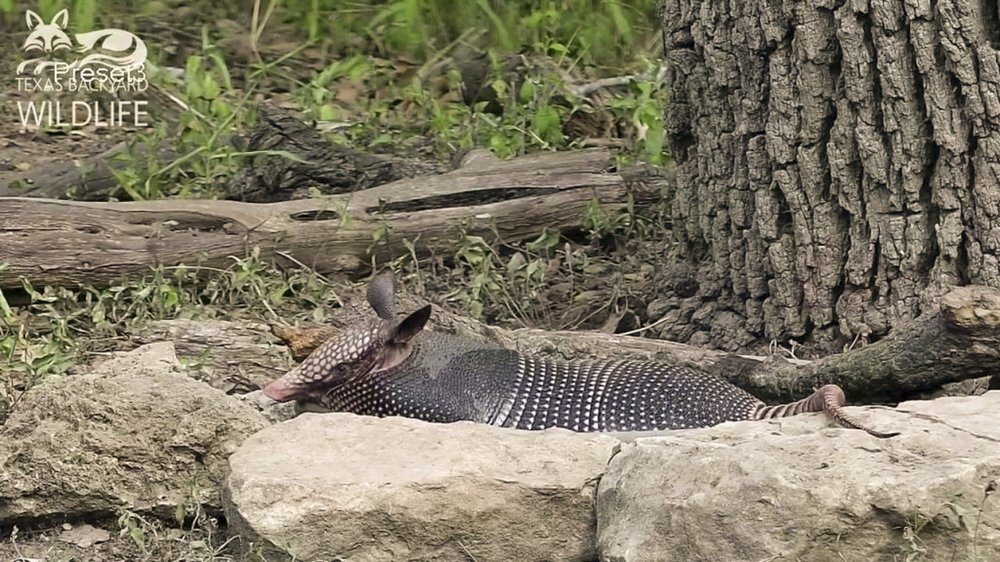 An armadillo lays on the ground surrounded by rocks