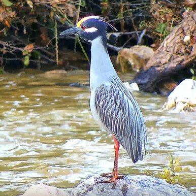 A yellow crowned night heron sits on a rock at the water