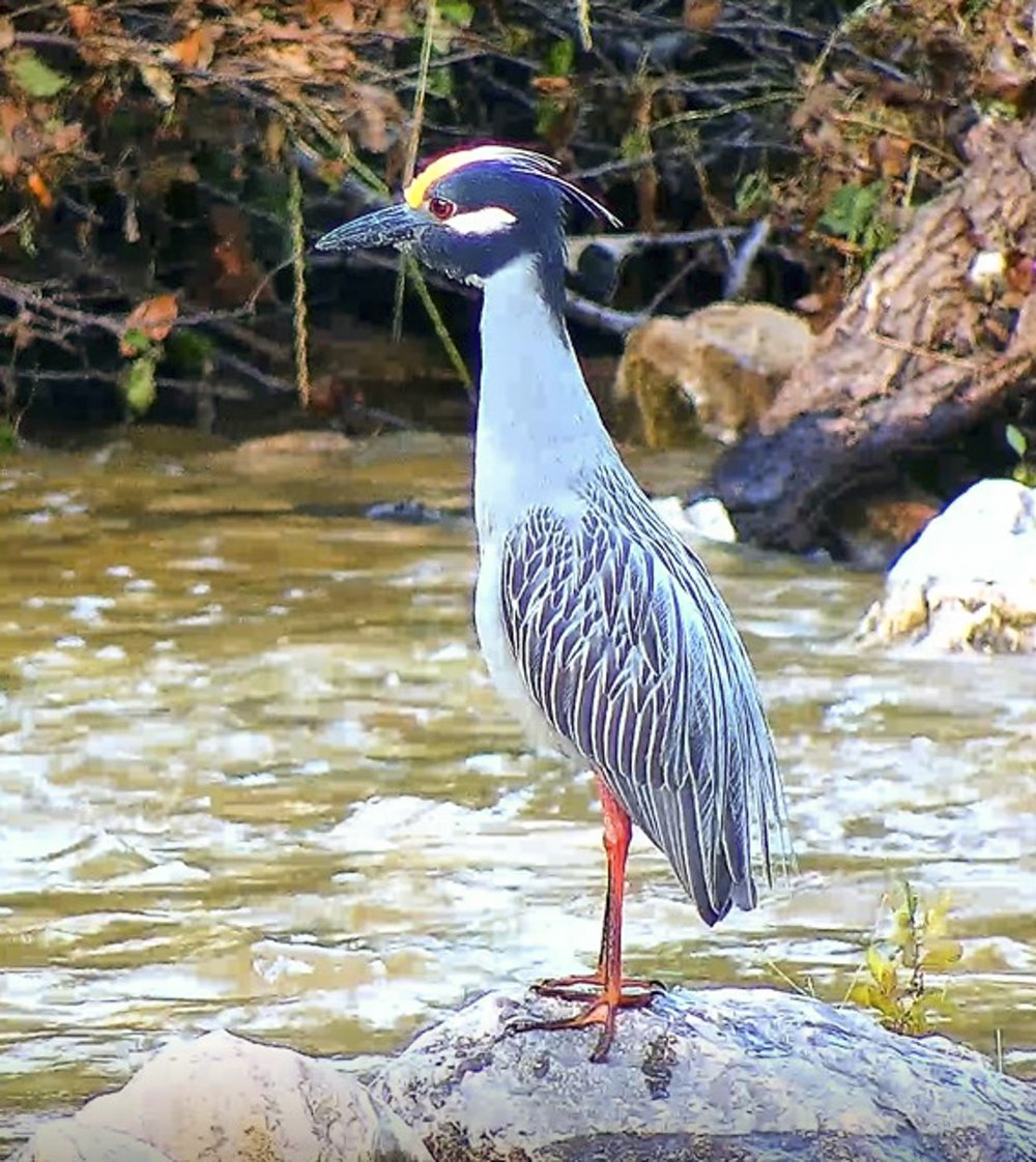 A yellow crowned night heron sits on a rock at the water