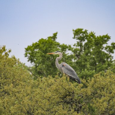 A great blue heron sits on top of a tree