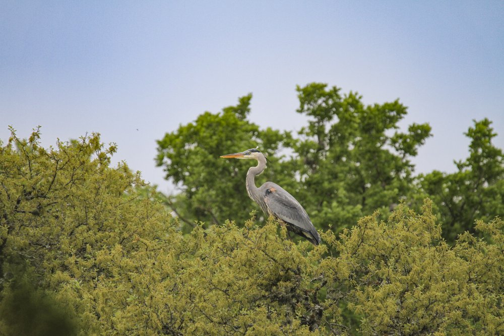 A great blue heron sits on top of a tree