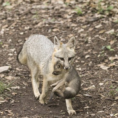 A fox carries a baby fox in its mouth