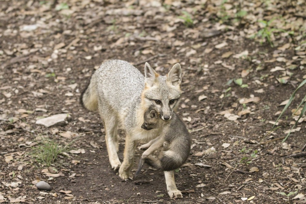 A fox carries a baby fox in its mouth