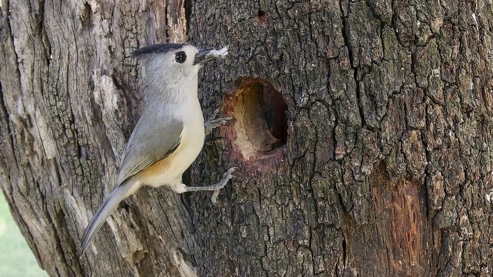 A black crested titmouse perched on a tree