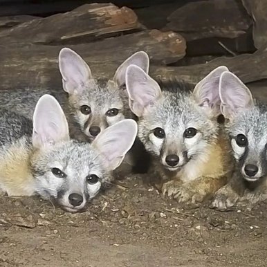 A group of foxes lay on the ground