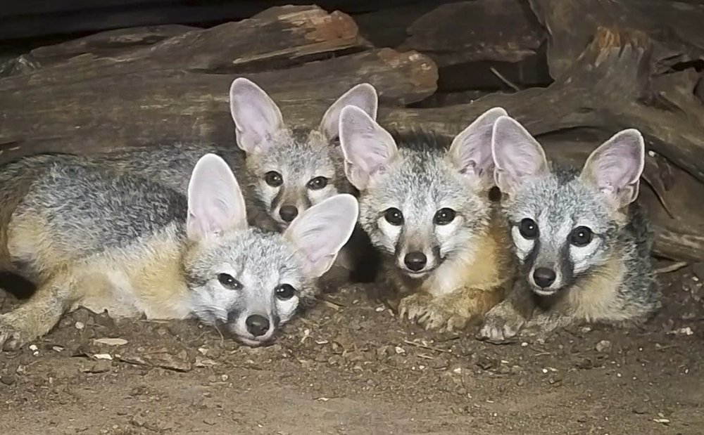 A group of foxes lay on the ground