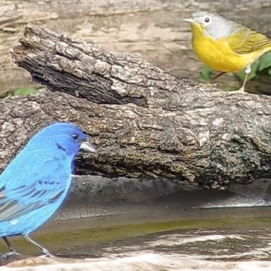 A blue bird and a yellow and gray bird sitting at some water
