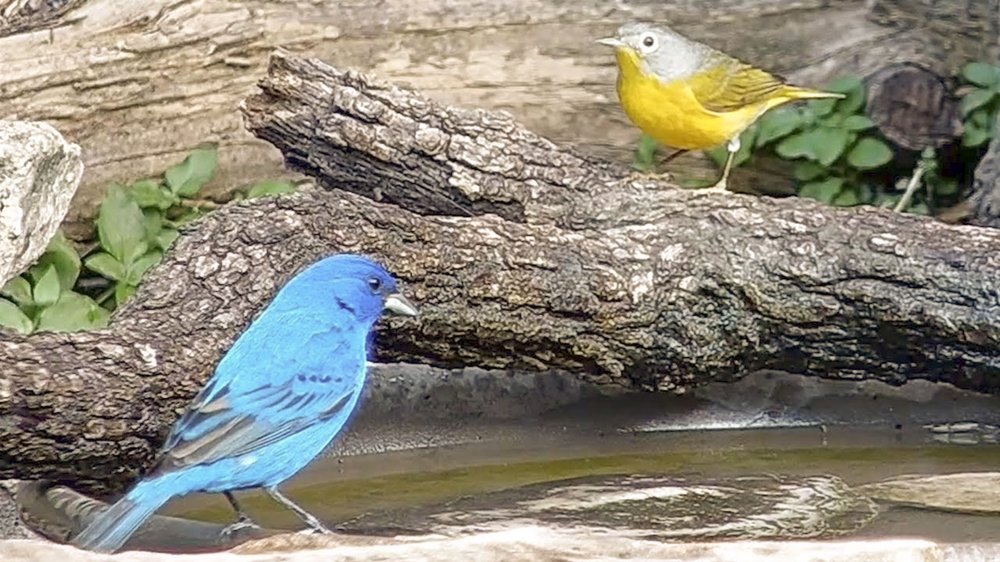 A blue bird and a yellow and gray bird sitting at some water