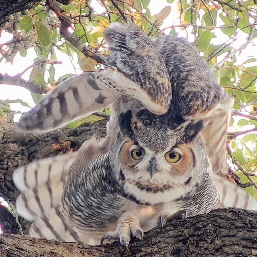 Two great horned owls sit in a tree